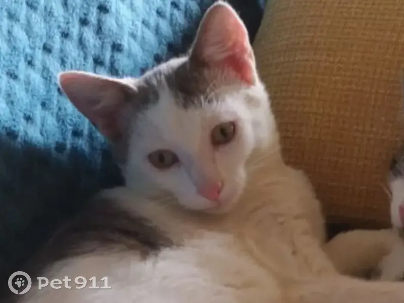 Chat blanc tacheté gris perdu - photo
