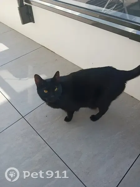 Chat noir perdu à Douvaine - photo