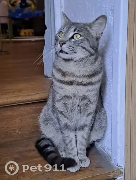 Chat gris tigré perdu à Agen - photo