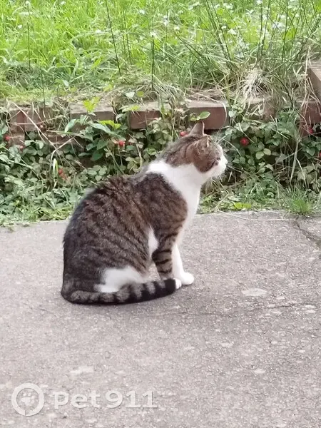 Chat noir/blanc trouvé à Schiltigheim - photo
