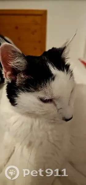 Chat blanc à queue noire perdu - photo