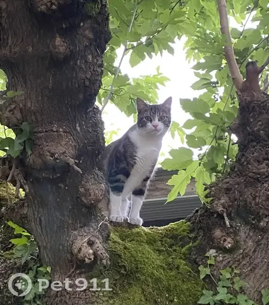 Chat Bounty perdu à Pessac - photo
