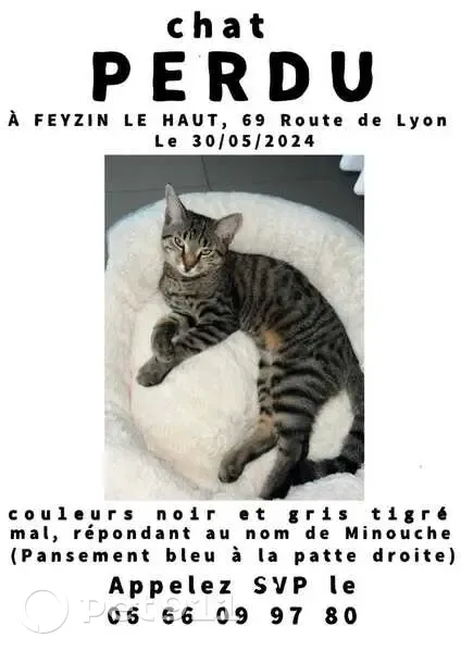 Chat blessé disparu à Feyzin - photo