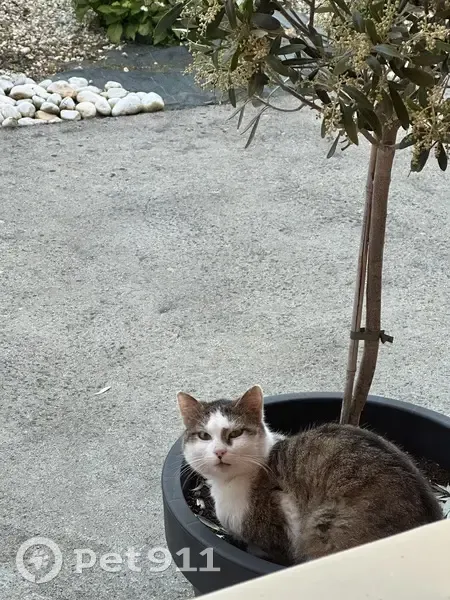 Chaton blanc/gris perdu à Segré - photo