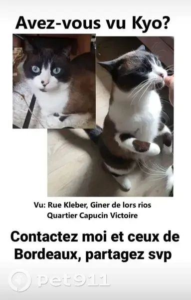 Chat brun/blanc perdu à Bordeaux - photo