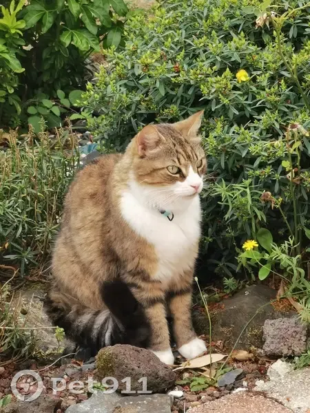 Chat tigré perdu à Saint-Jean - photo