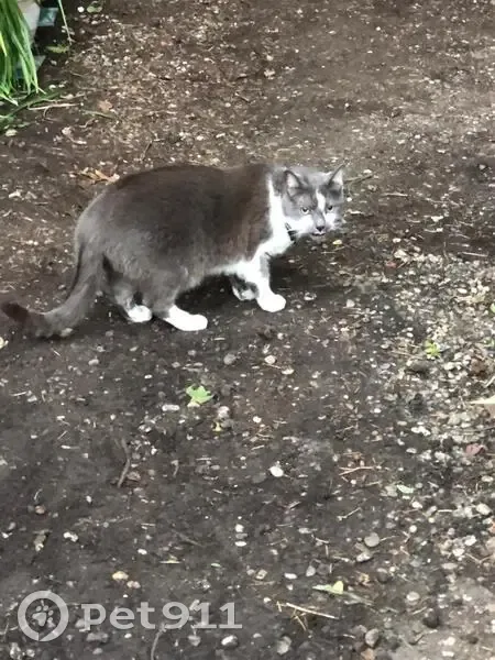 Chat gris-blanc disparu à Bègles - photo