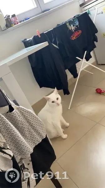 Avis de recherche: Hélios, chat blanc - photo