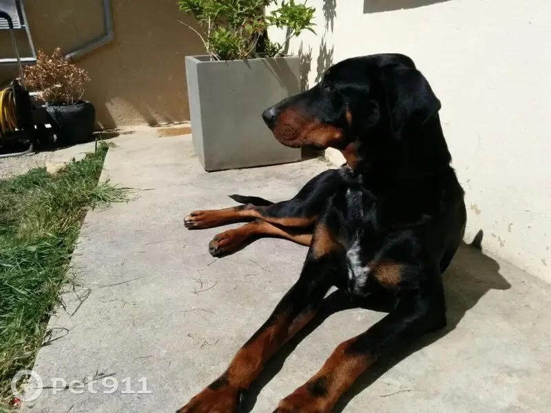 Doberman perdu à Saint-Barth - photo