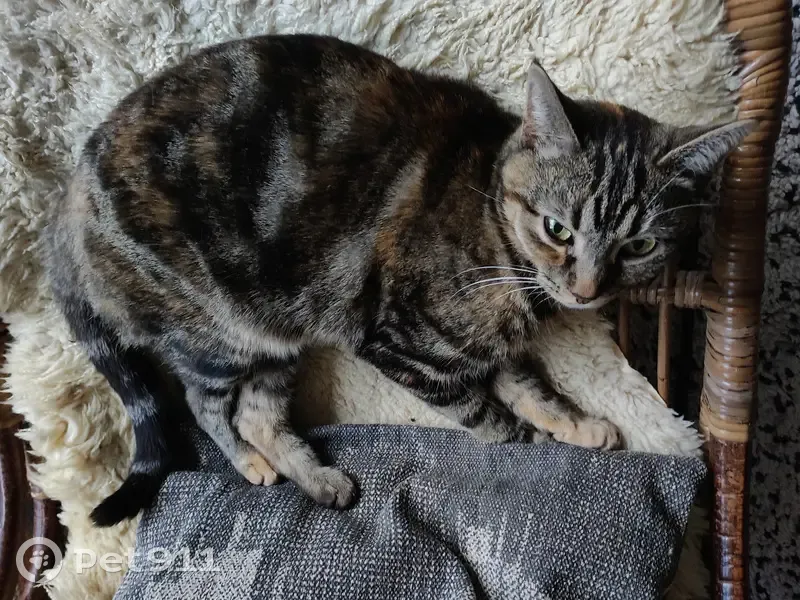 Chatte tigrée disparue à Firminy - photo