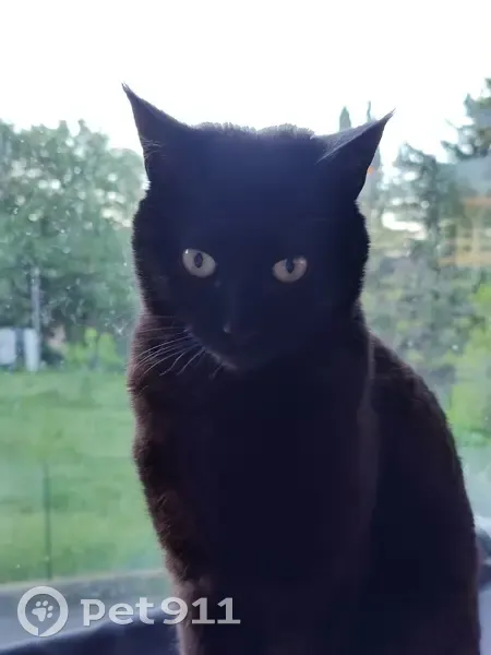 Chatte noire disparue à Mougins - photo