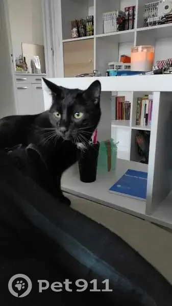 Chat noir disparu à Bohars - photo