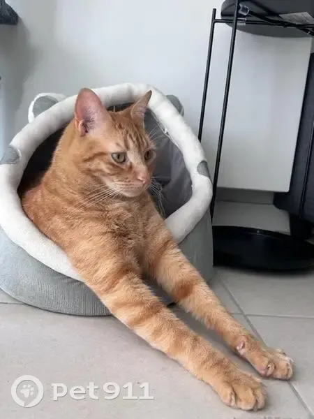 Chat roux nommé Téquila perdu - photo