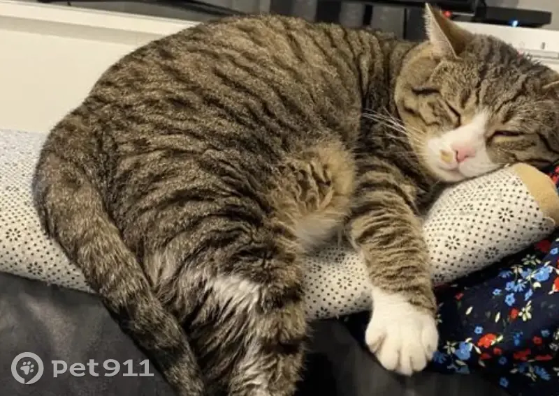 Chat tigré perdu à Toulouse - photo