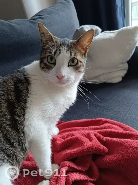 Chat Spyro disparu à Saint-Aygulf - photo