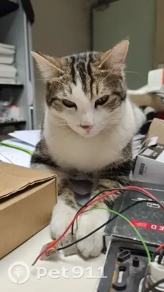 Chat perdu à Onet-le-Château - photo