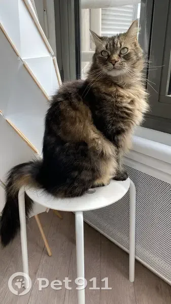 Marcel, chat tigré, disparu à Annecy - photo