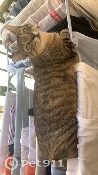 Avis de recherche: Hélios, chat tigré - photo