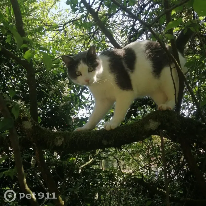 Chat Charly disparu à Poisy - photo
