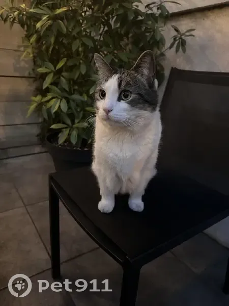 Chat Lény perdu: blanc & gris, Lyon - photo