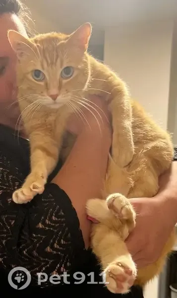 Chat roux tatoué perdu à Cepoy - photo