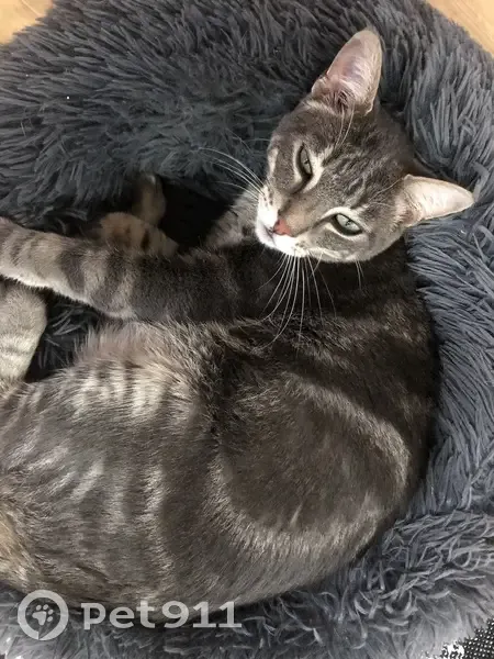 Chat Simba gris perdu à Aubière - photo