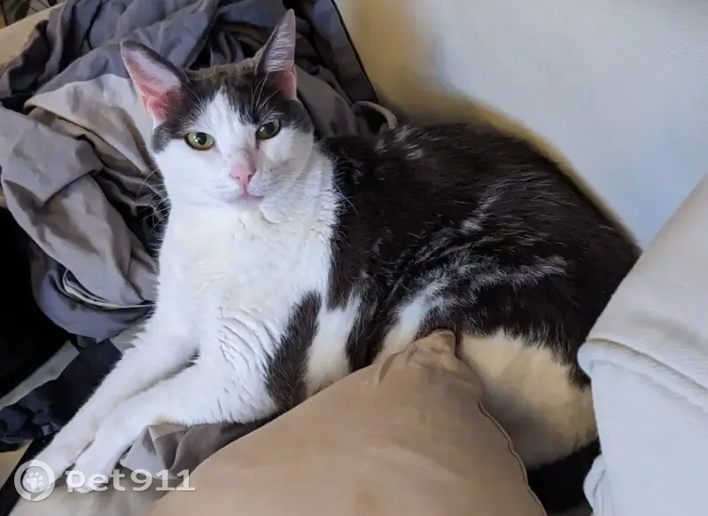 Chat gris-blanc perdu à Lattes - photo