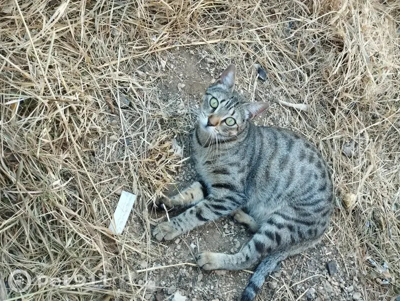 Chaton sociable trouvé à Marseille - photo