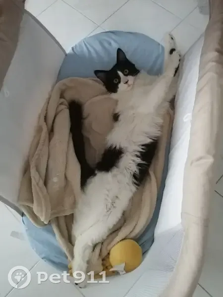 Chat noir et blanc perdu à Irodouër - photo
