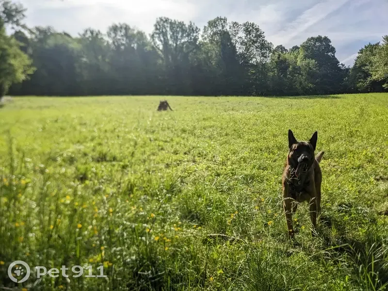 Babar perdu à Ars-sur-Moselle - photo