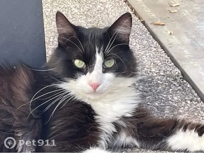 Chat noir et blanc perdu à Eclose - photo