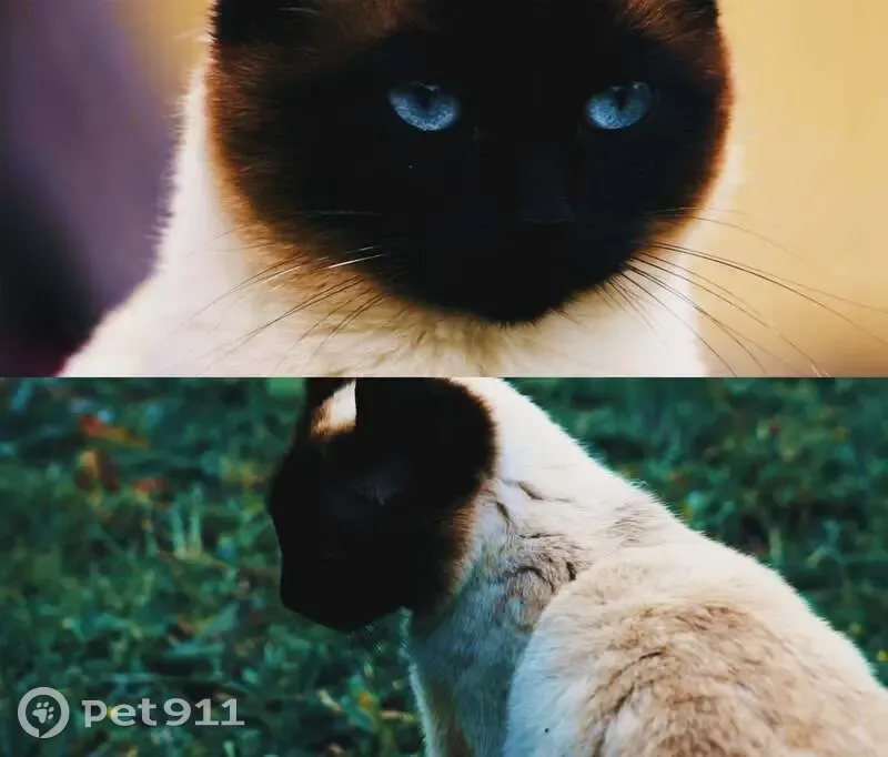 Chatte Siamoise disparue à Saint-André - photo