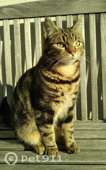 Chat Timi perdu à Vourles - photo