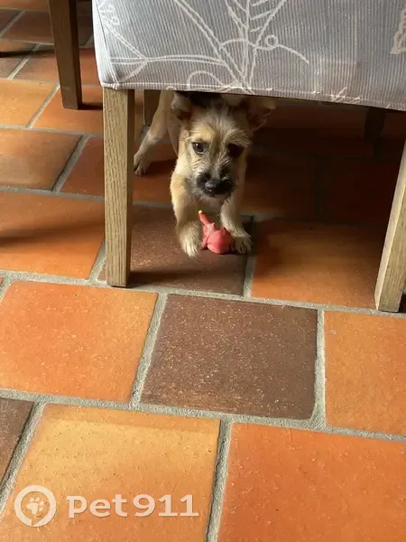 Chien perdu près de Vauréal - photo