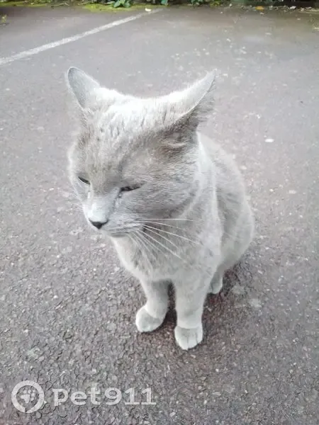 Chat gris adulte trouvé à Coutances - photo