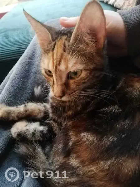 Chaton tigré disparu à Pont-d'Ain - photo