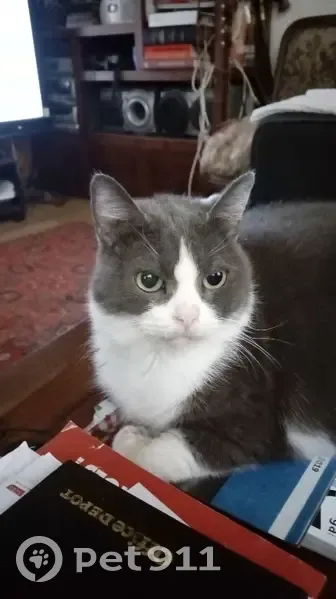 Chatte grise/blanche perdue à Lyon - photo