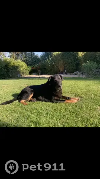 Chien beauceron perdu D46B - photo