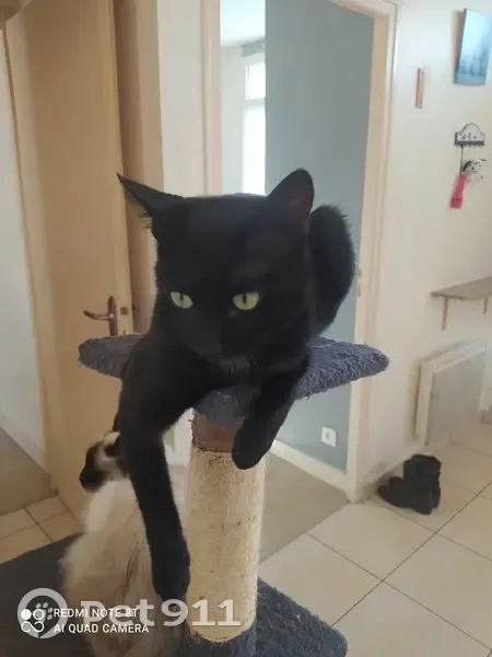 Chat noir disparu à Challans - photo