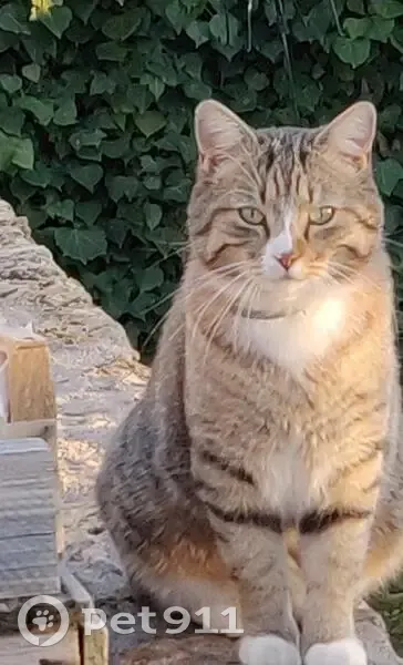 Chat gris-blanc perdu à Lisses - photo