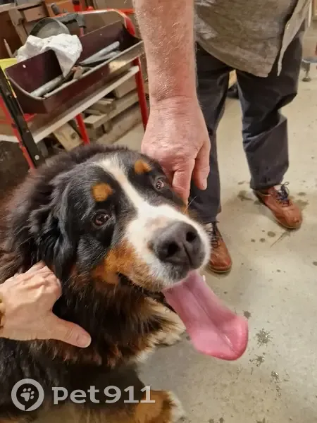 Chien Bouvier Bernois Trouvé - photo