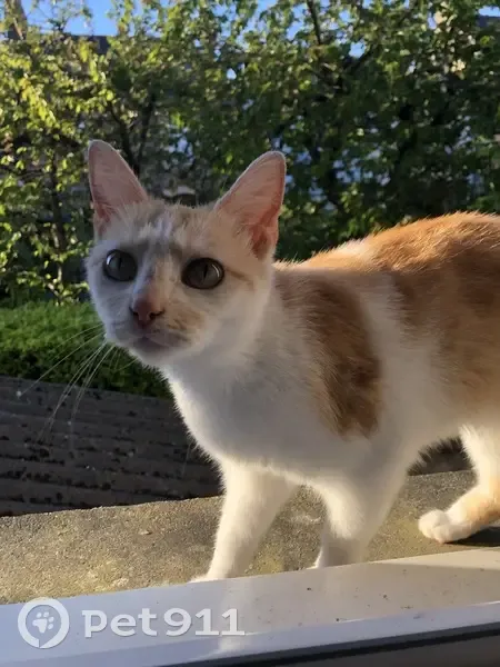 June, chaton rousse disparu - photo