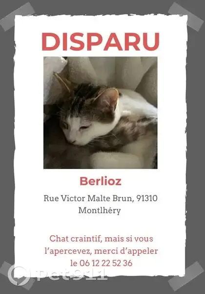 Chat blanc/noir perdu à Montlhéry - photo
