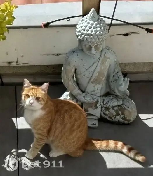 Chat perdu à Saint-Didier - photo