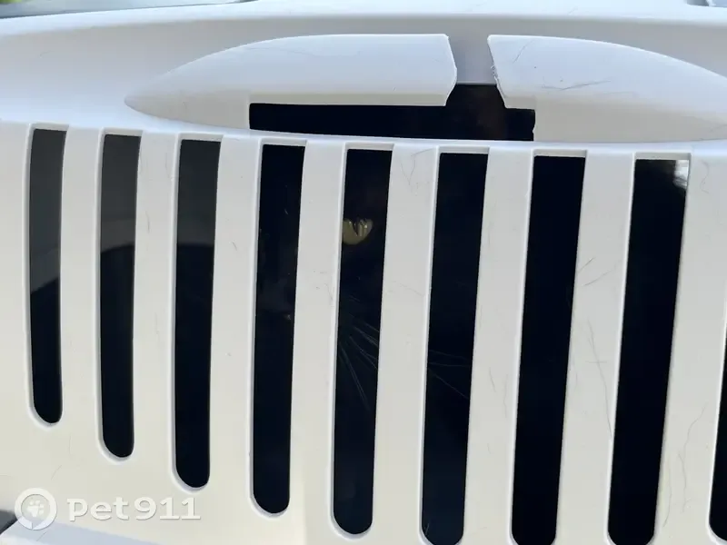 Chat maigre yeux verts trouvé - photo