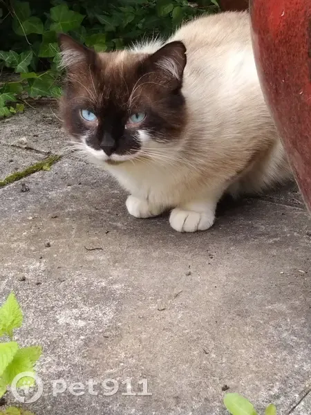 Chat siamois trouvé à Castillonnès - photo