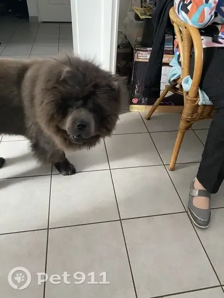 Chow Chow gris perdu à Woippy - photo