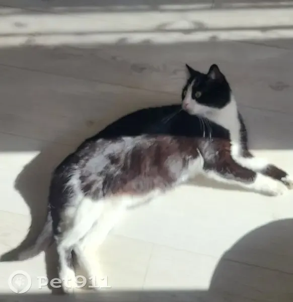 Chat noir et blanc perdu à Cuire - photo