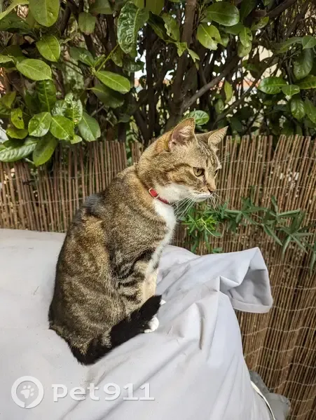 Chat tigré disparu - Toulouse - photo