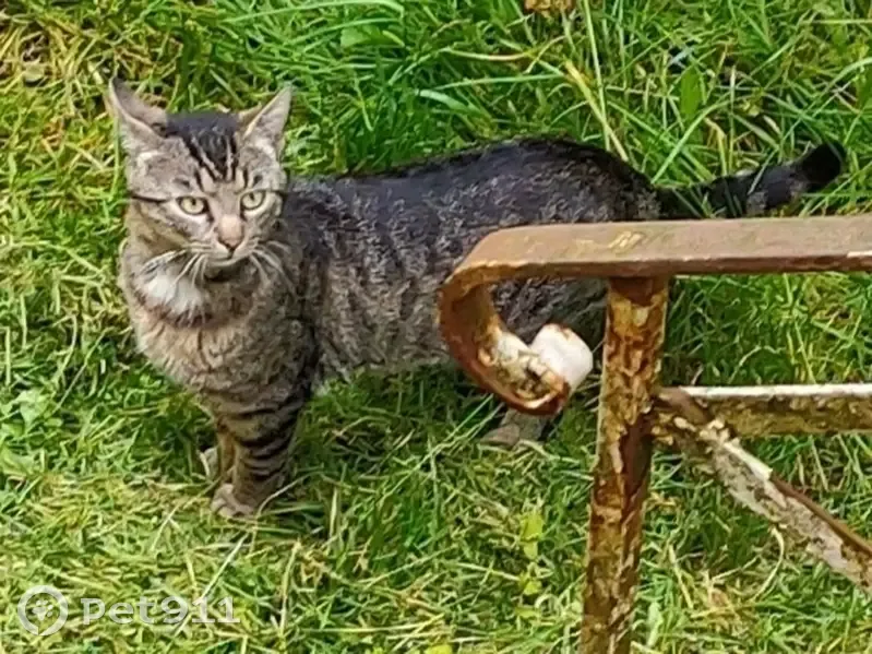 Chat errant à Geispolsheim - photo